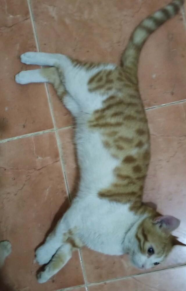 Enlarge Kajou, a Adoptable mixed breed in WOLCOTT, CT image 1/4