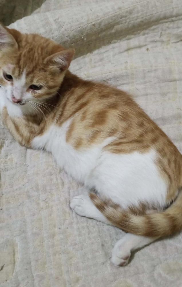 Enlarge Kajou, a Adoptable mixed breed in WOLCOTT, CT image 2/4