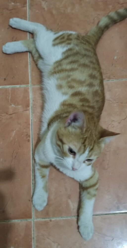 Enlarge Kajou, a Adoptable mixed breed in WOLCOTT, CT image 3/4