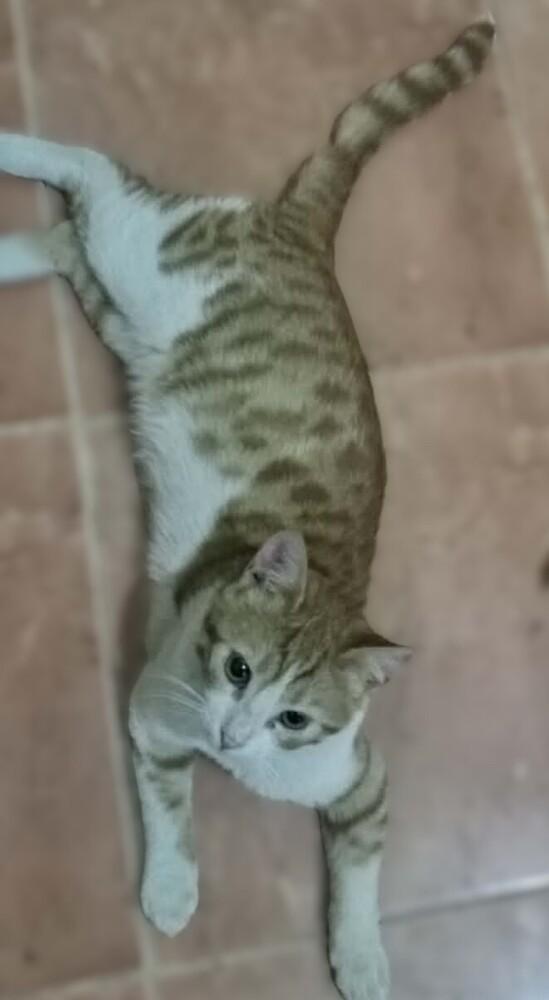 Enlarge Kajou, a Adoptable mixed breed in WOLCOTT, CT image 4/4