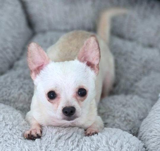 Monroe, Adopted, Puppy Male Chihuahua.