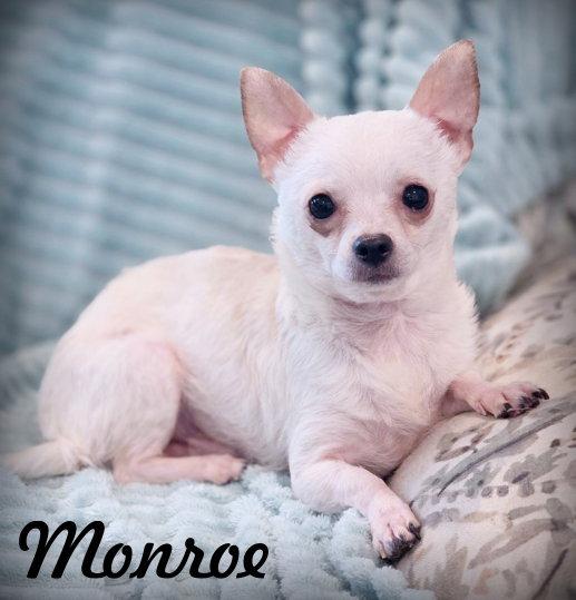 Enlarge Monroe, a Adopted Chihuahua in Anaheim Hills, CA image 2/3