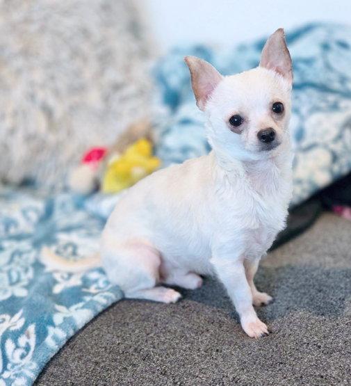 Enlarge Monroe, a Adopted Chihuahua in Anaheim Hills, CA image 3/3