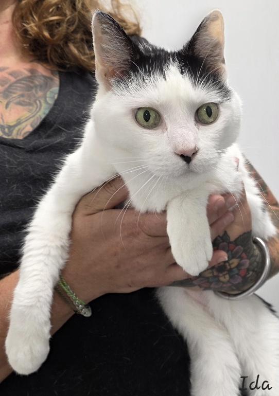 Ida, ADOPTABLE, Adult Female Domestic Medium Hair.