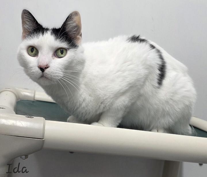 Enlarge Ida, a ADOPTABLE Domestic Medium Hair in Key Largo, FL image 2/3