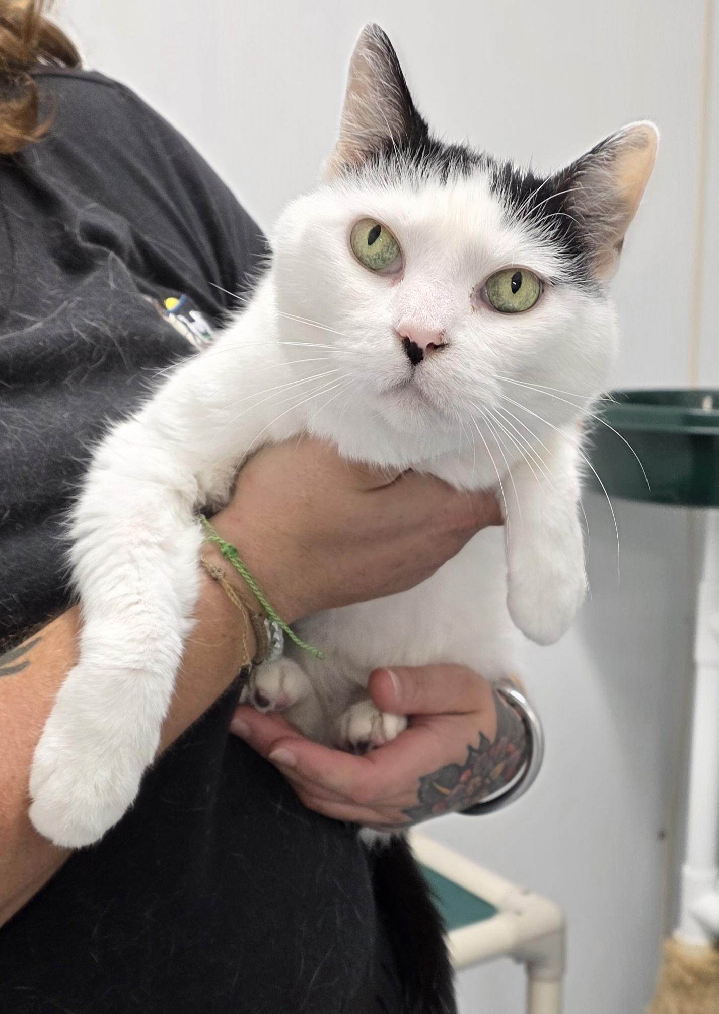 Enlarge Ida, a ADOPTABLE Domestic Medium Hair in Key Largo, FL image 3/3