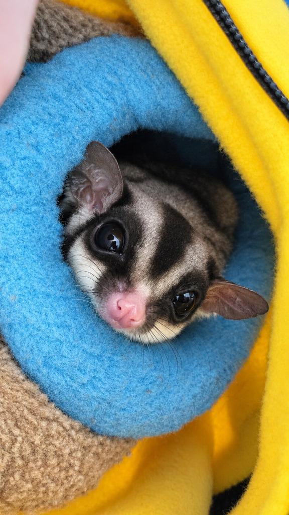 Enlarge Fable & Folly, a Adoptable Sugar Glider in Warren, MI image 6/6