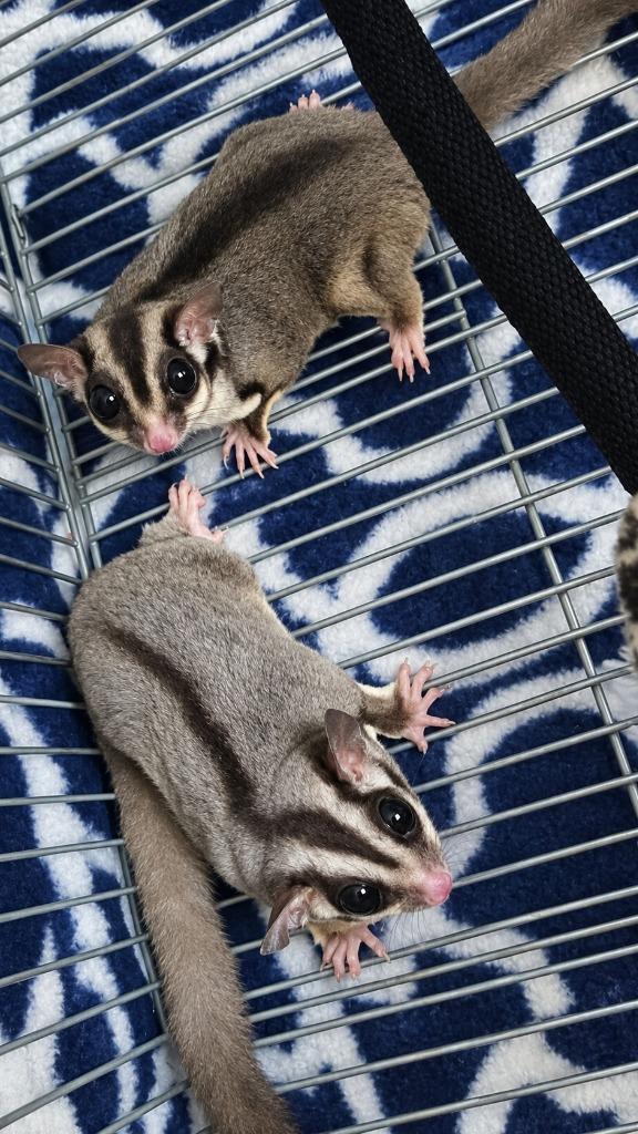 Enlarge Fable & Folly, a Adoptable Sugar Glider in Warren, MI image 1/6