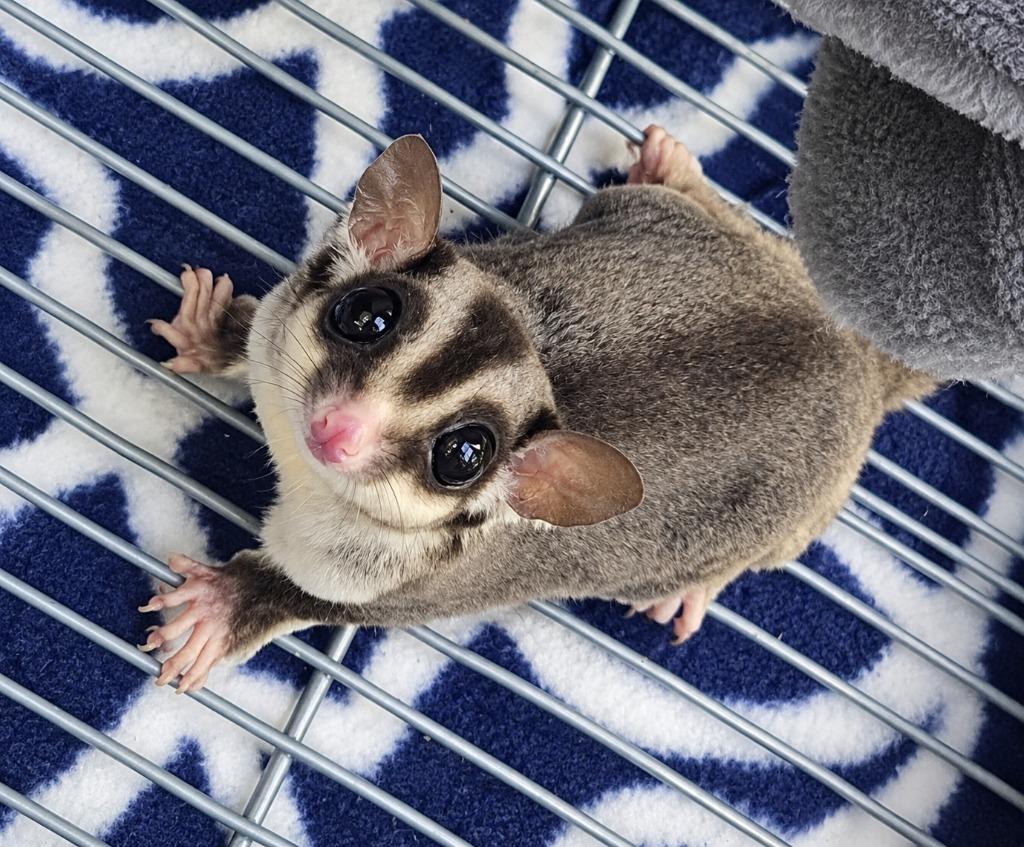 Enlarge Fable & Folly, a Adoptable Sugar Glider in Warren, MI image 2/6