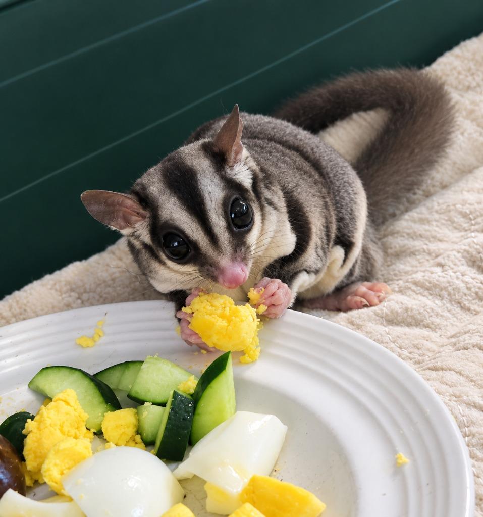 Enlarge Fable & Folly, a Adoptable Sugar Glider in Warren, MI image 5/6