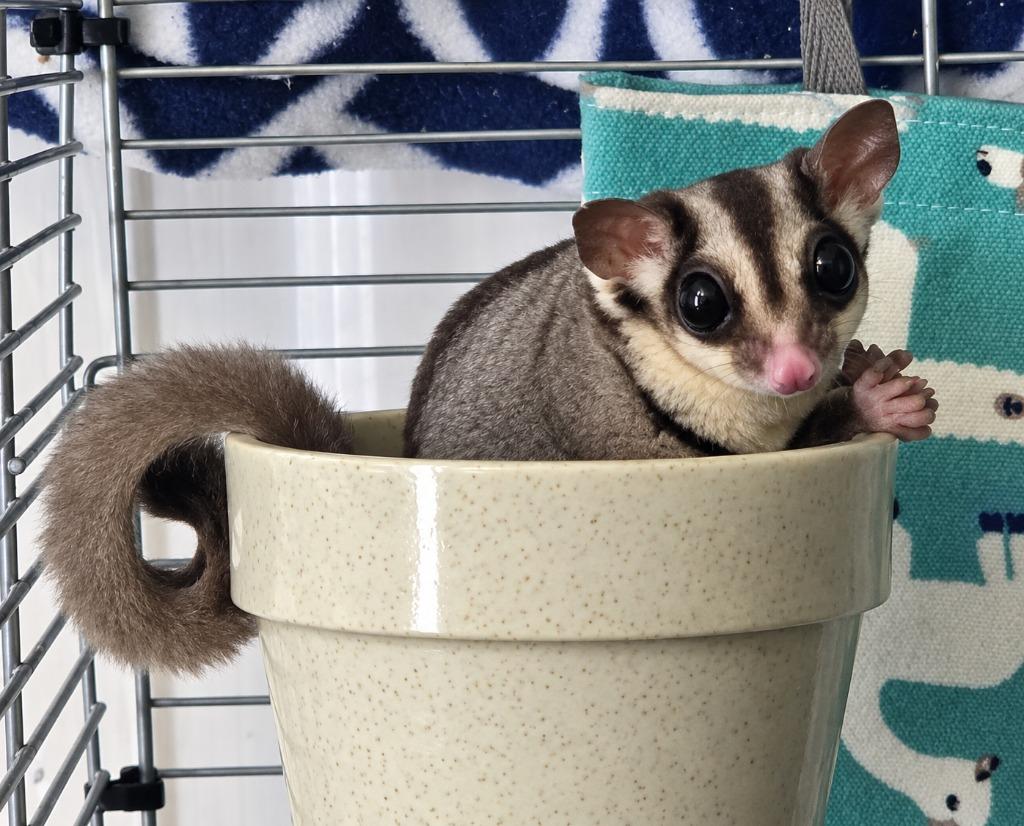 Enlarge Fable & Folly, a Adoptable Sugar Glider in Warren, MI image 4/6