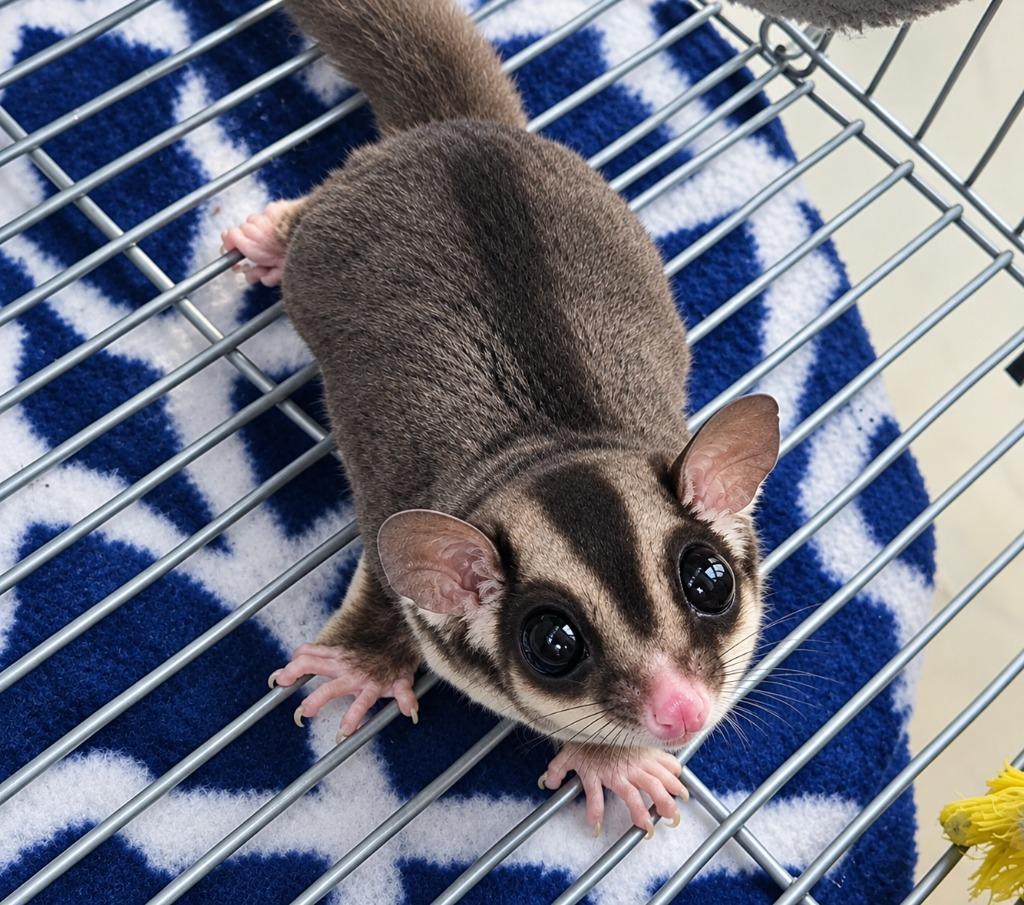 Enlarge Fable & Folly, a Adoptable Sugar Glider in Warren, MI image 3/6