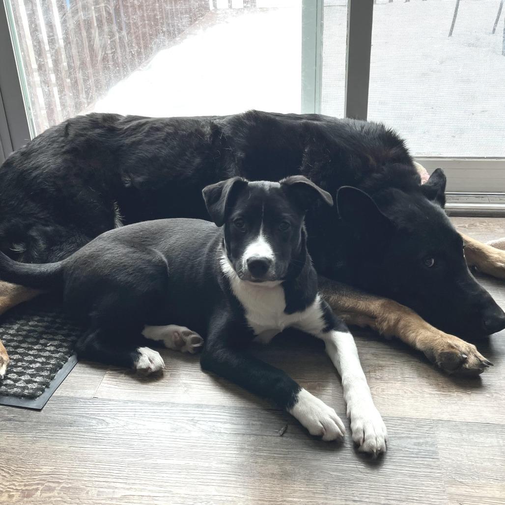 Enlarge Prance D67243, a Adoptable mixed breed in Minnetonka, MN image 1/6