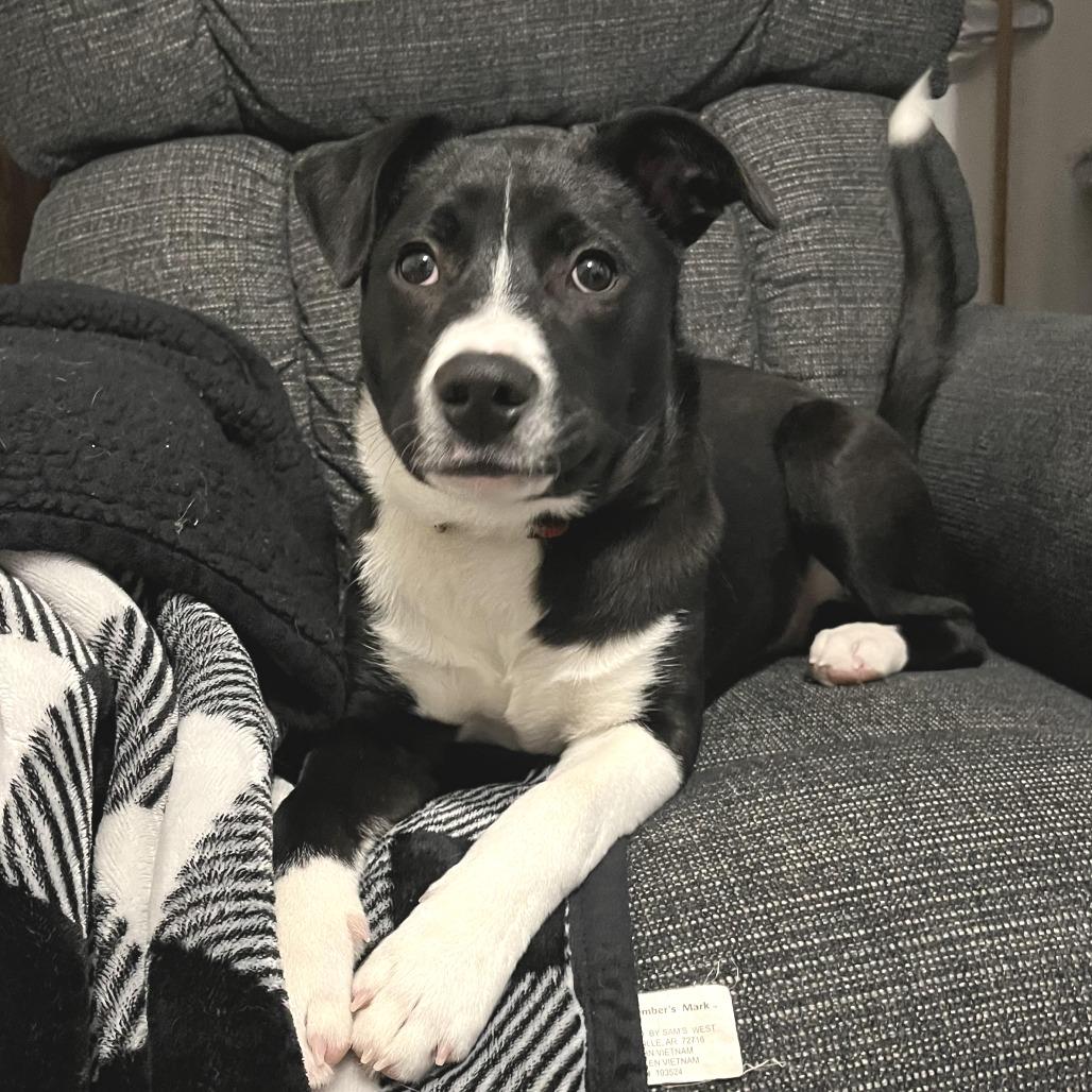 Enlarge Prance D67243, a Adoptable mixed breed in Minnetonka, MN image 2/6