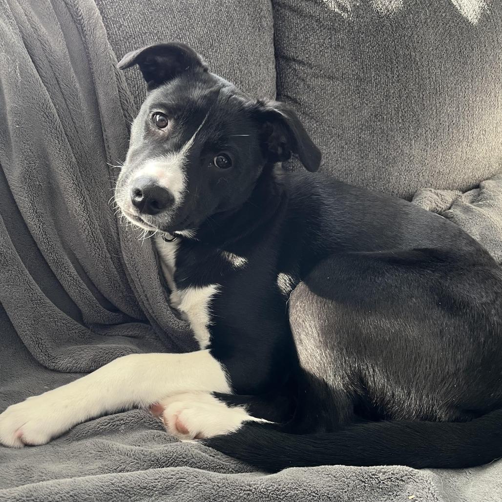 Enlarge Prance D67243, a Adoptable mixed breed in Minnetonka, MN image 4/6