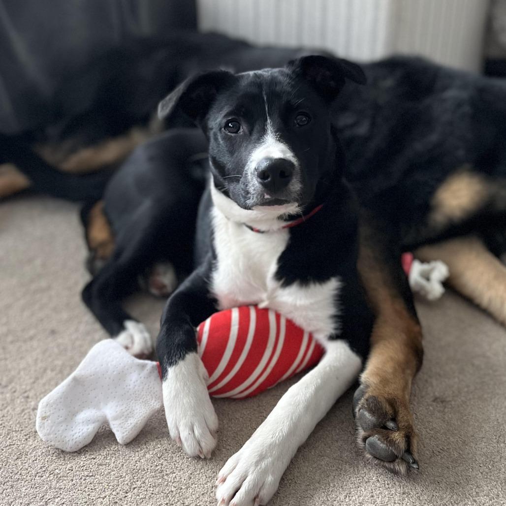 Enlarge Prance D67243, a Adoptable mixed breed in Minnetonka, MN image 5/6