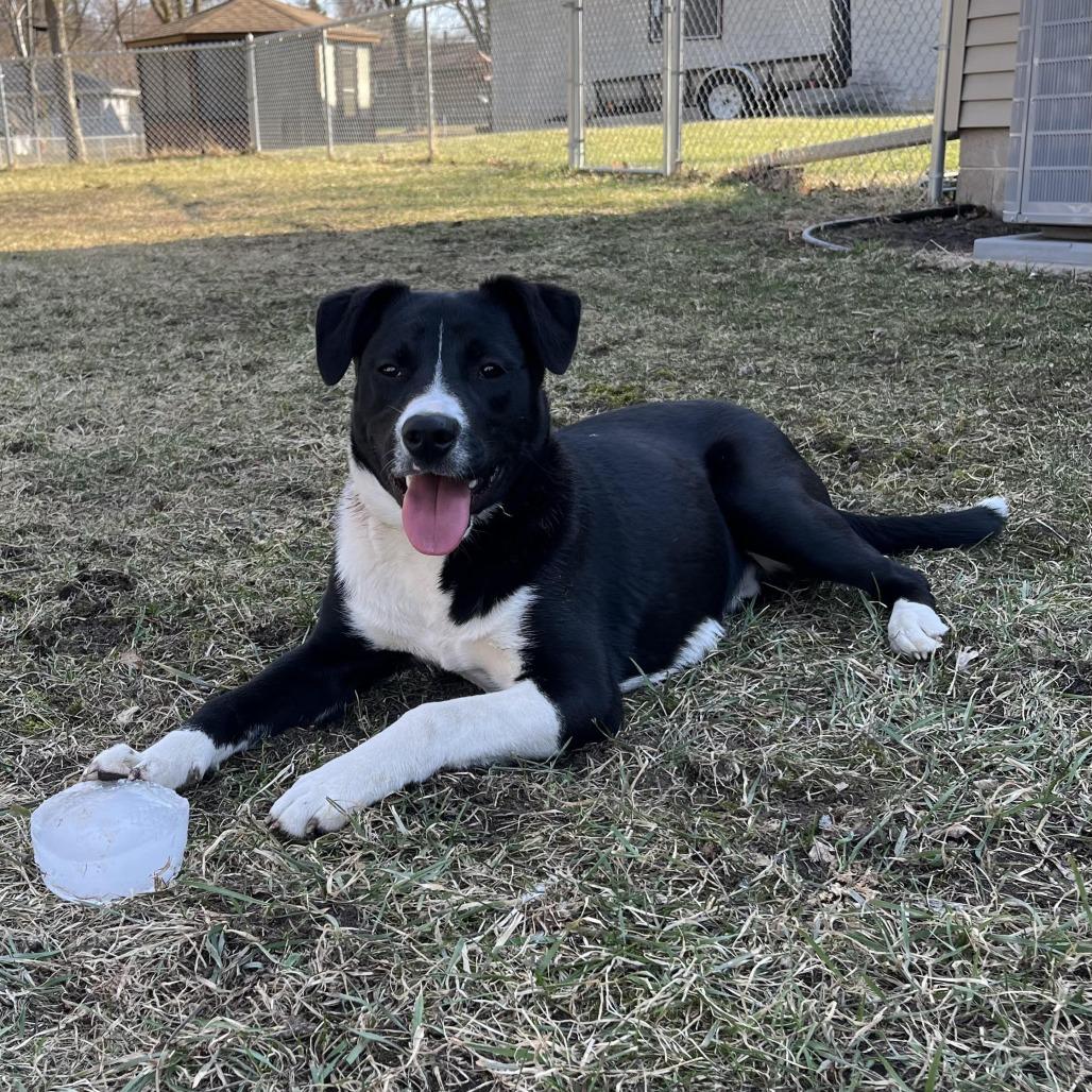 Enlarge Prance D67243, a Adoptable mixed breed in Minnetonka, MN image 6/6