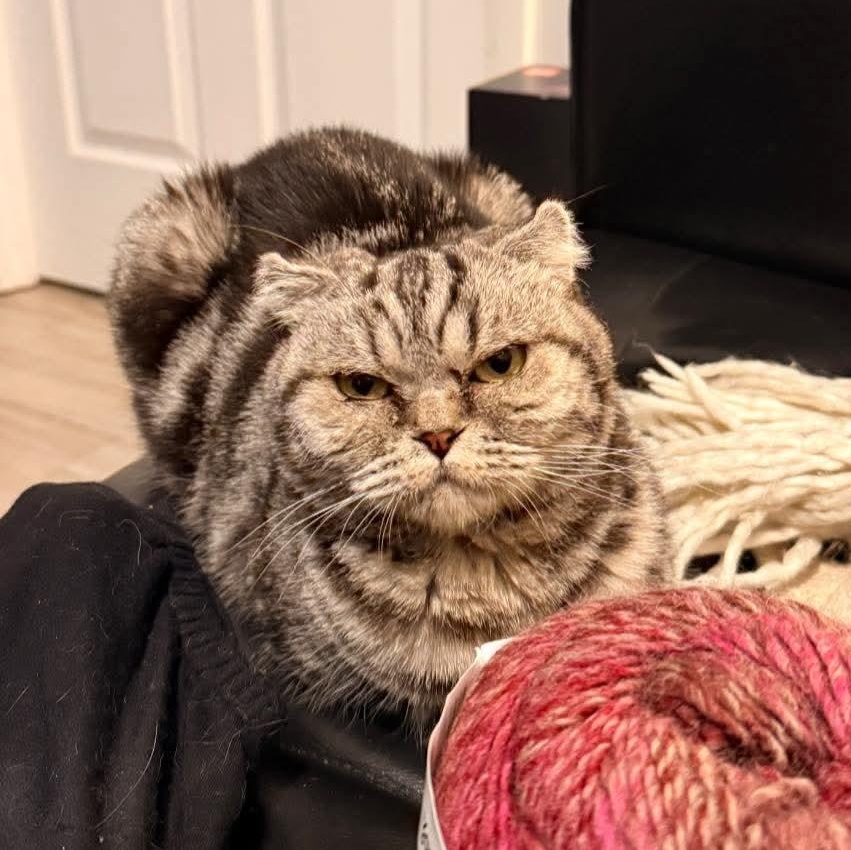 Enlarge Brandy, a ADOPTABLE mixed breed in Pittsburgh, PA image 4/6