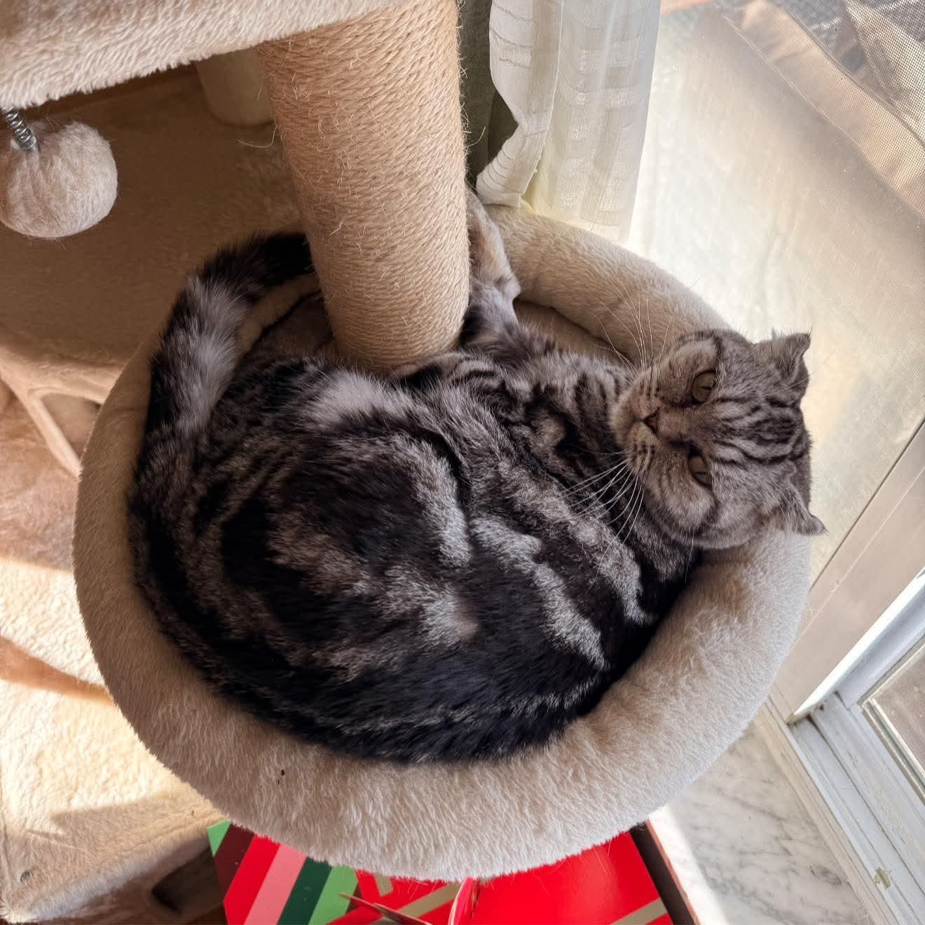 Enlarge Brandy, a ADOPTABLE mixed breed in Pittsburgh, PA image 3/6