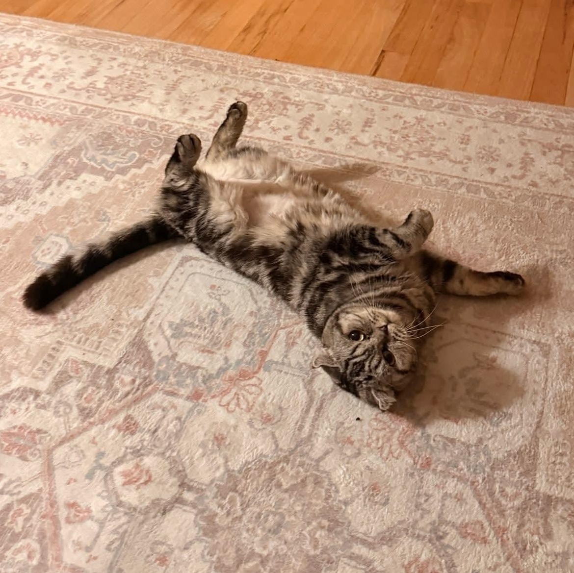 Enlarge Brandy, a ADOPTABLE mixed breed in Pittsburgh, PA image 2/6