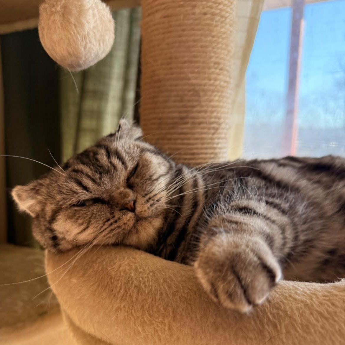 Enlarge Brandy, a ADOPTABLE mixed breed in Pittsburgh, PA image 6/6