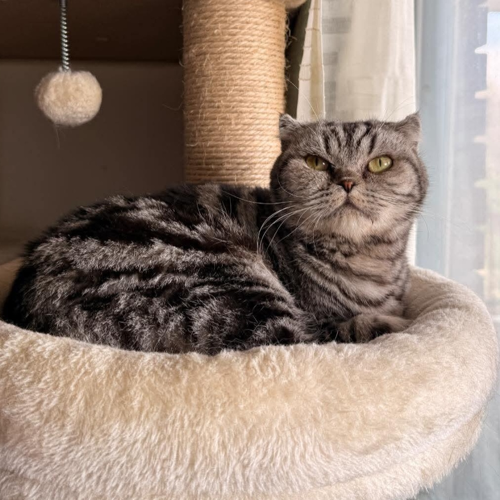 Brandy, ADOPTABLE, Adult Female American Curl & Scottish Fold.