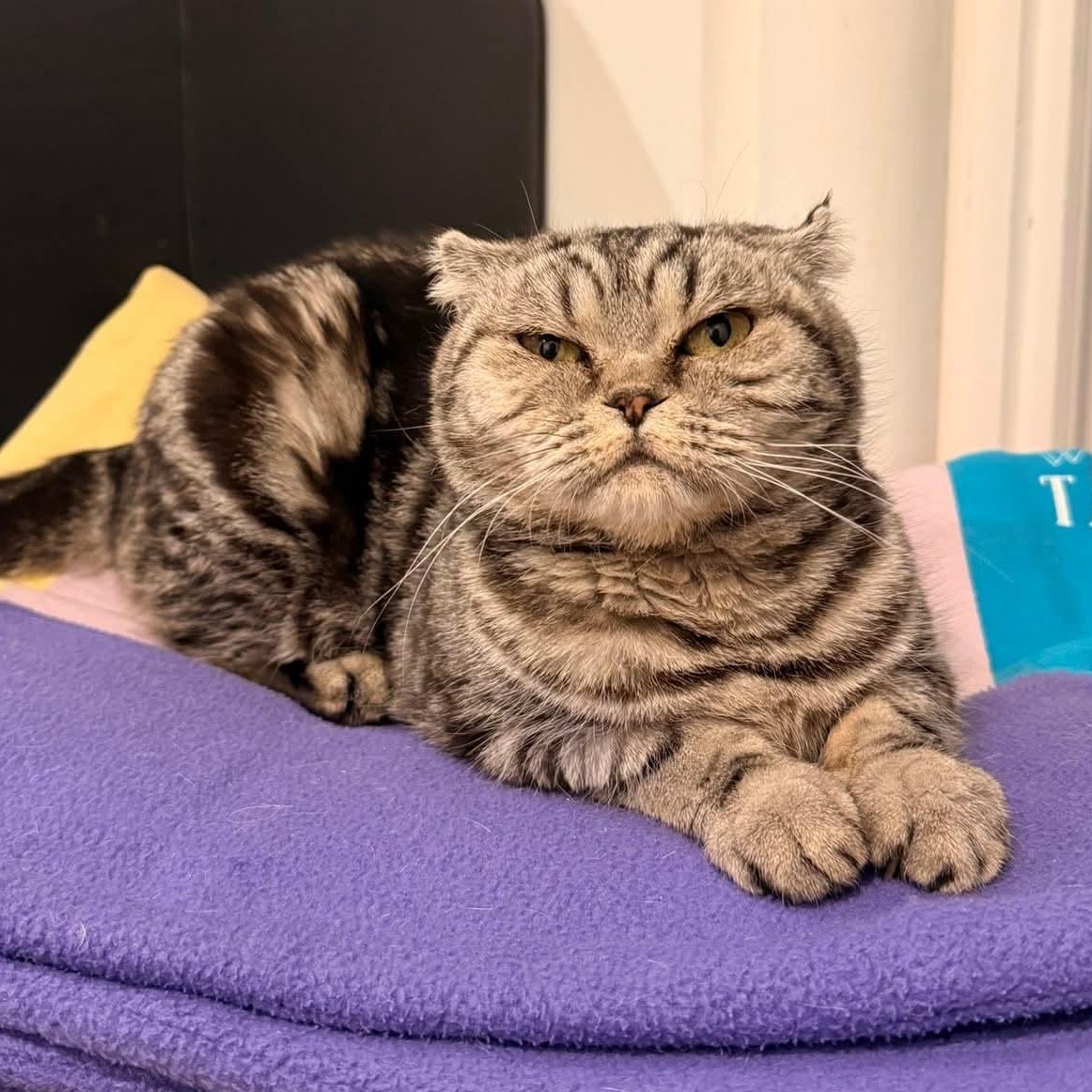 Enlarge Brandy, a ADOPTABLE mixed breed in Pittsburgh, PA image 5/6