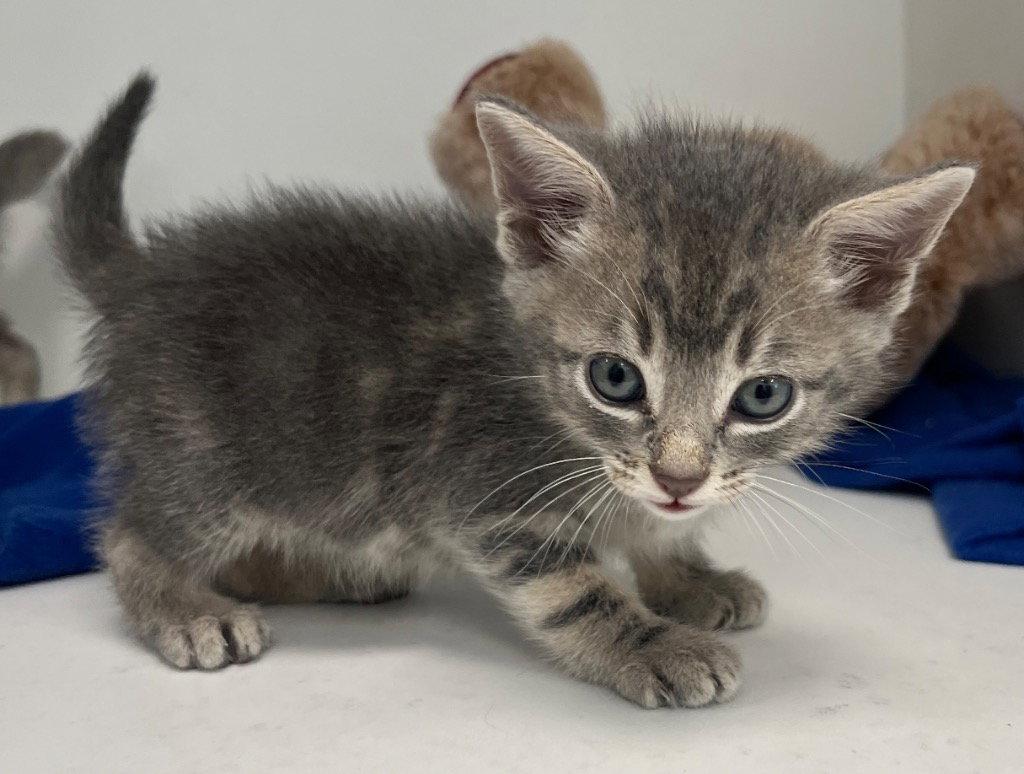 26-200 Toaster, Adoptable, Kitten Male Domestic Short Hair.