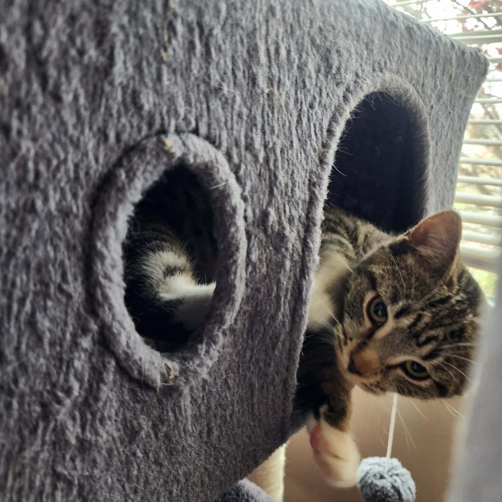 Muffin, Adoptable, Kitten Female Domestic Short Hair.