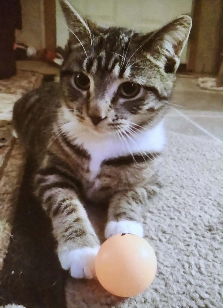 Enlarge Muffin, a Adoptable mixed breed in Syracuse, IN image 2/2