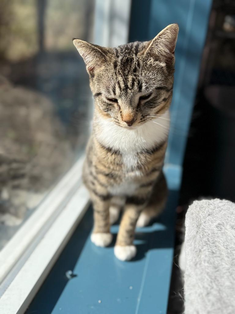 Enlarge Muffin, a Adoptable mixed breed in Syracuse, IN image 3/3