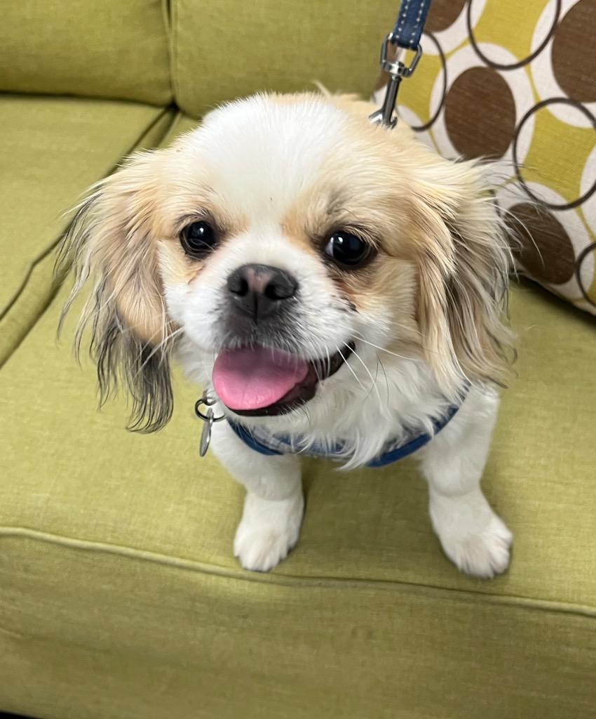 Bennie, Adoptable, Young Male Pekingese.