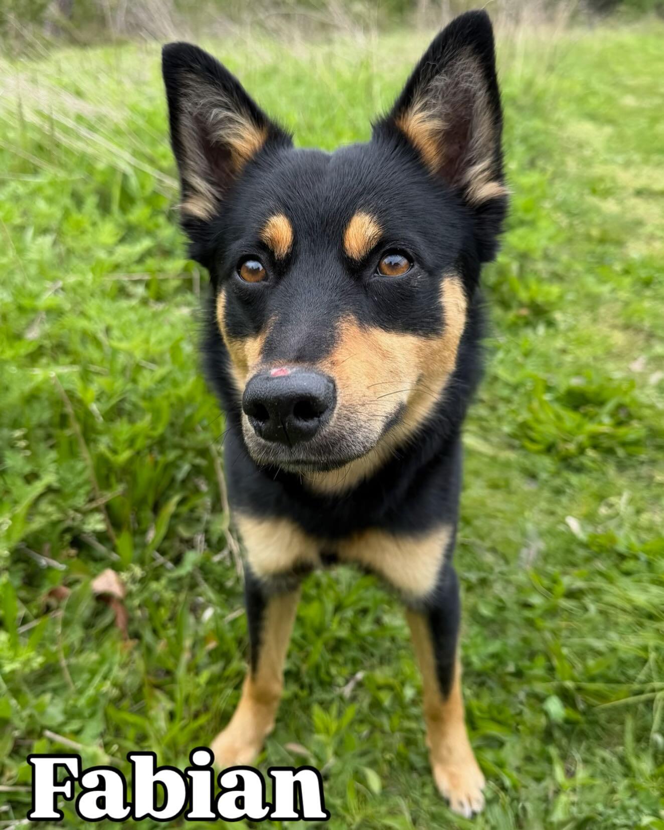 Enlarge Fabian Tag 636, a ADOPTABLE mixed breed in Central Islip, NY image 1/1
