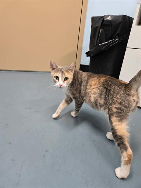 ROSIE, Adoptable, Adult Female Domestic Short Hair.