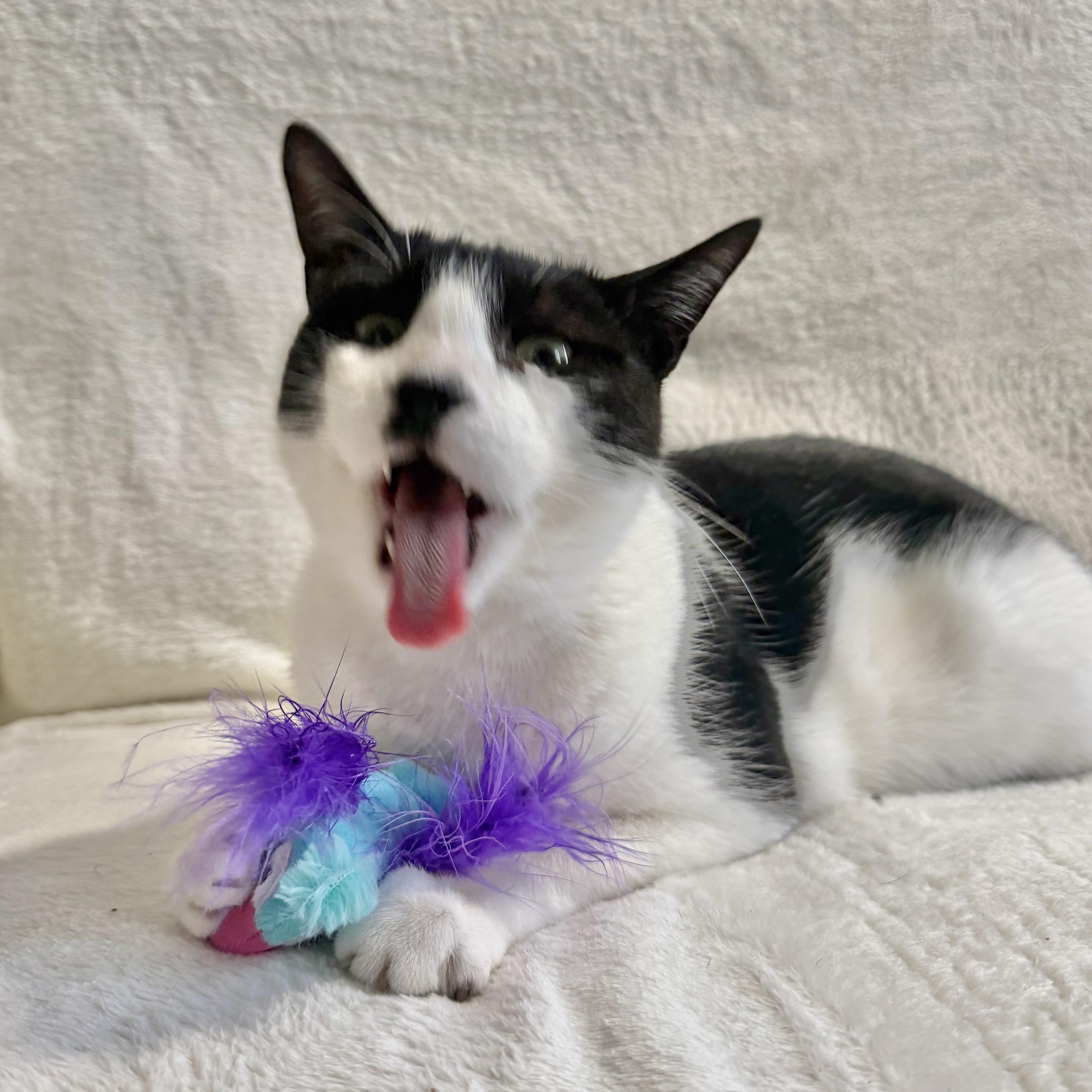 Enlarge Jerry, a Adoptable Domestic Short Hair in Wrightstown, NJ image 1/5