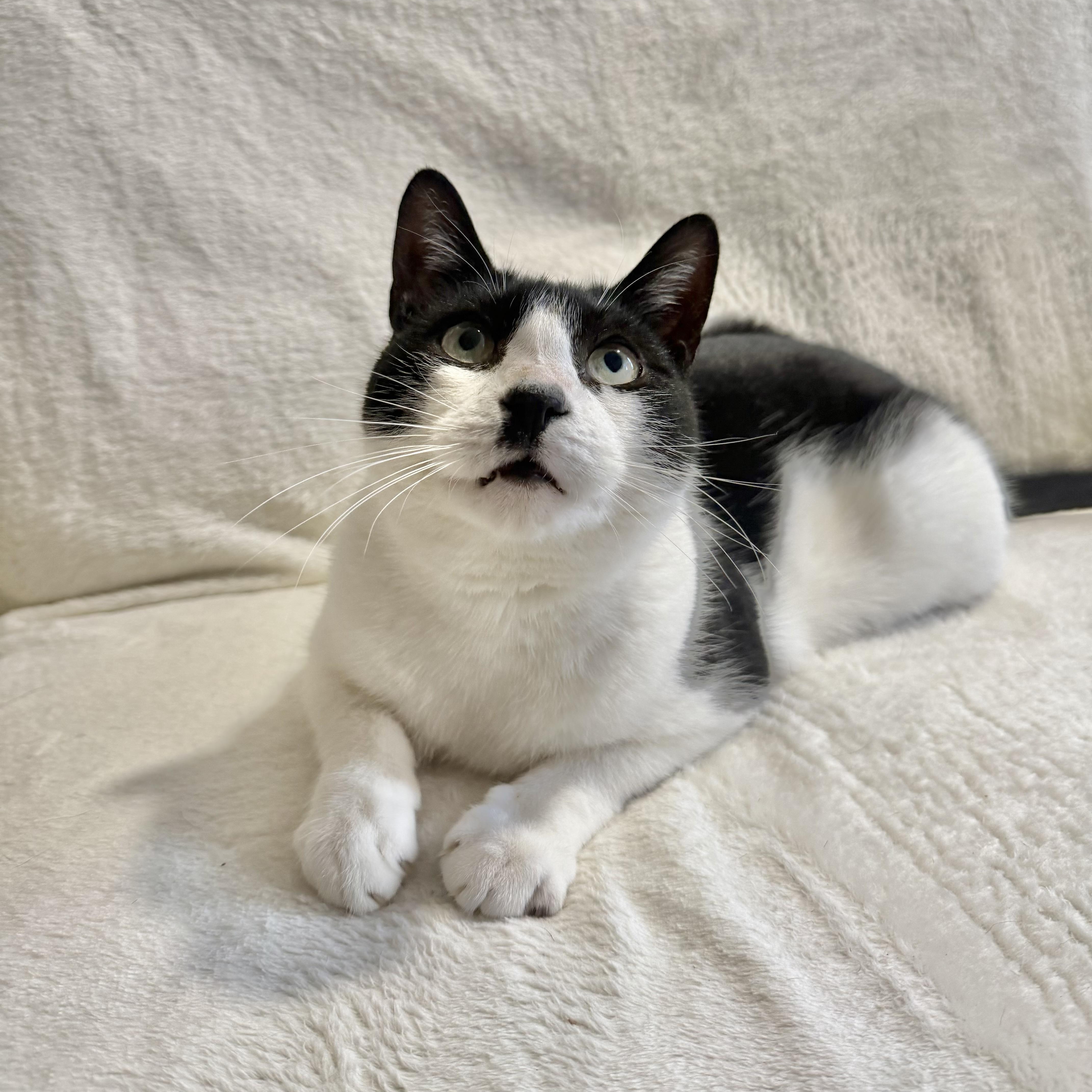 Enlarge Jerry, a Adoptable Domestic Short Hair in Wrightstown, NJ image 2/5