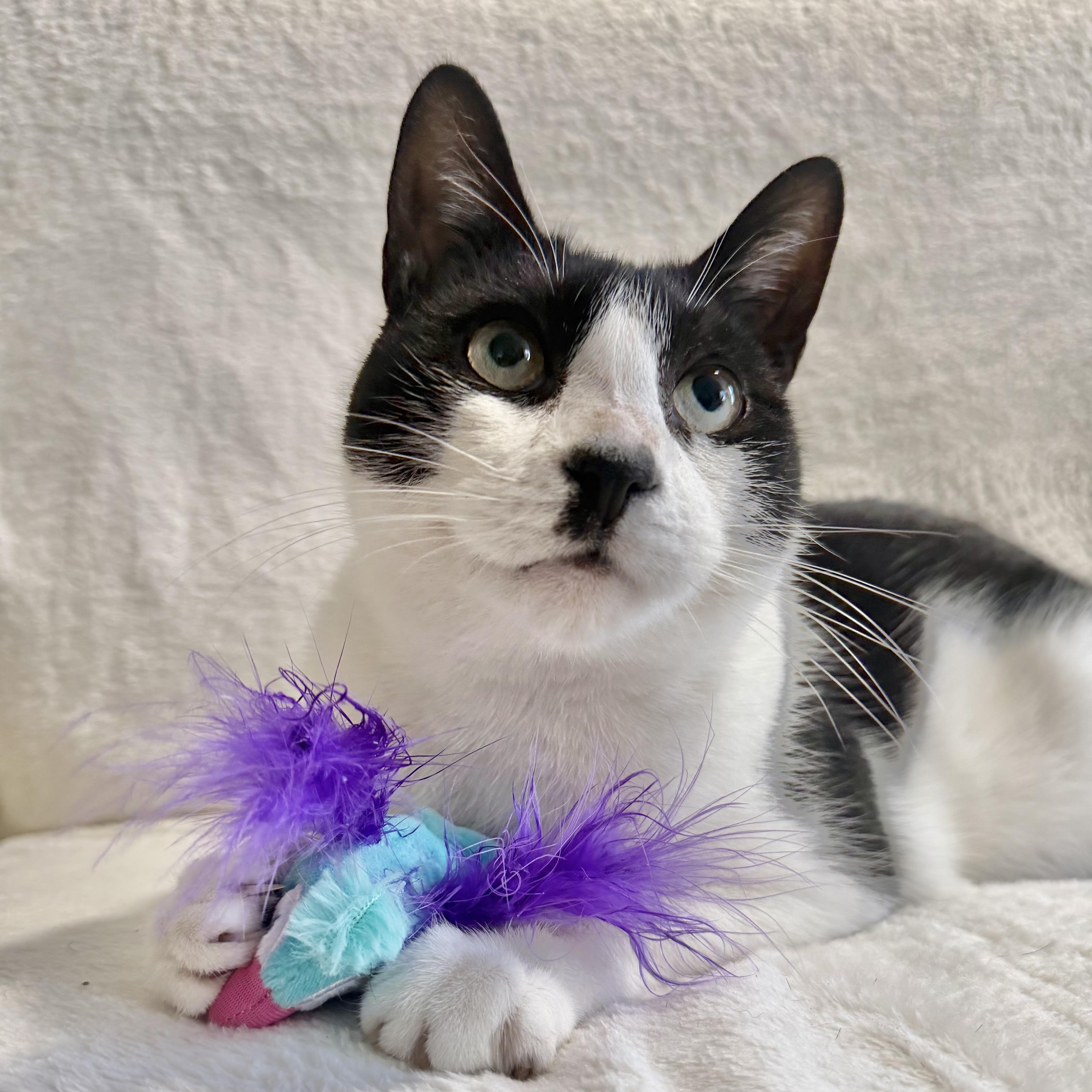 Enlarge Jerry, a Adoptable Domestic Short Hair in Wrightstown, NJ image 4/5