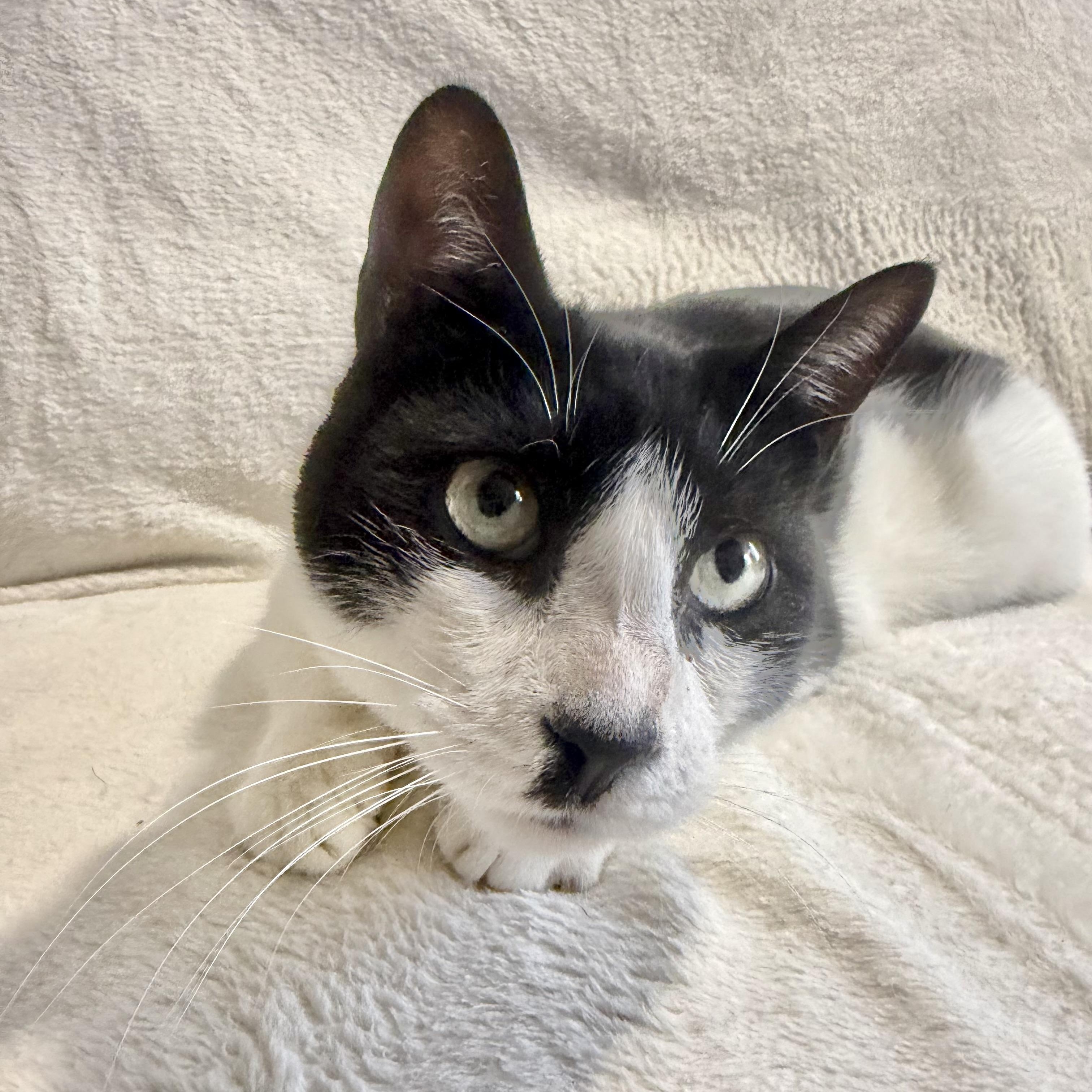 Enlarge Jerry, a Adoptable Domestic Short Hair in Wrightstown, NJ image 5/5