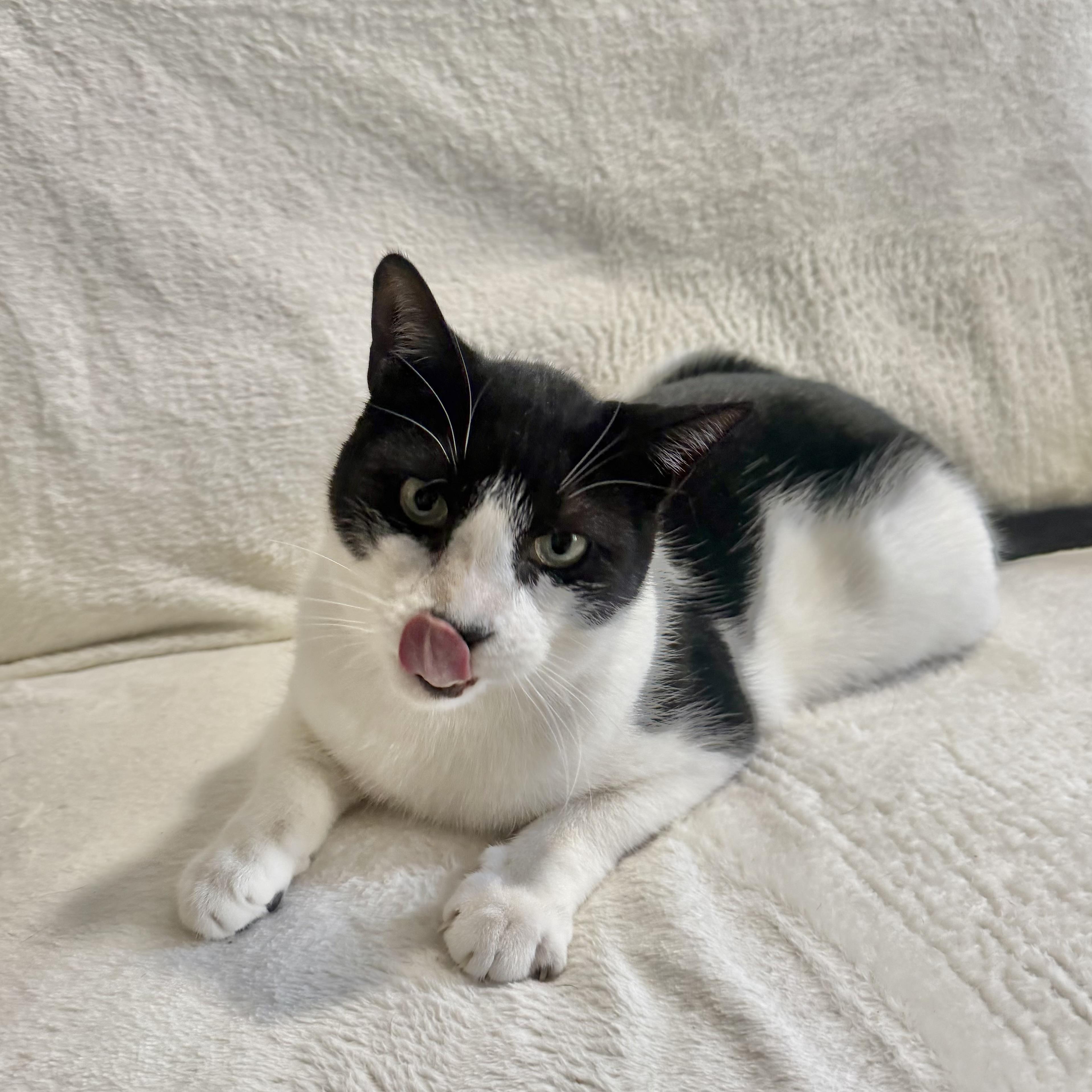 Enlarge Jerry, a Adoptable Domestic Short Hair in Wrightstown, NJ image 3/5