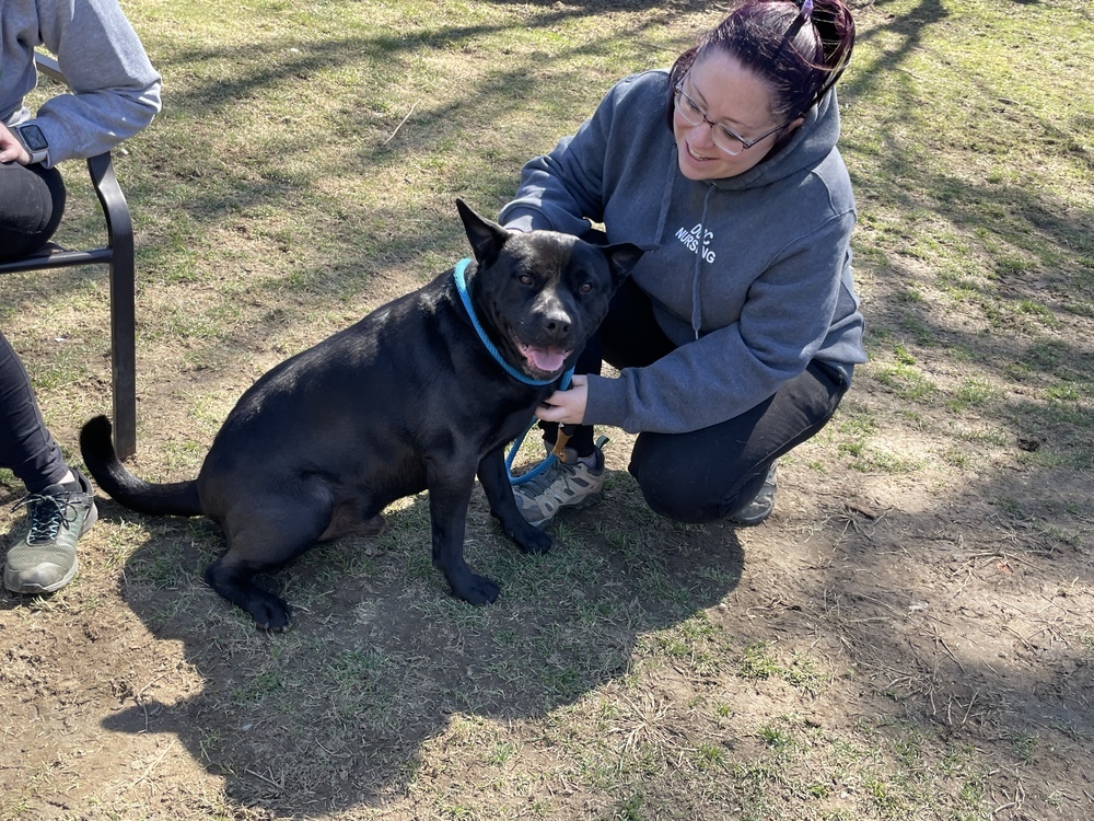 Bruno aka Mr. WooWoo, an adoptable Shar-Pei in Brewster , NY, 10509 | Photo Image 8