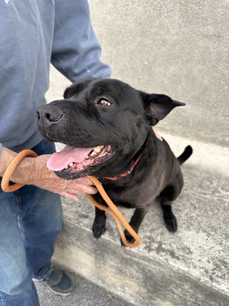 Bruno aka Mr. WooWoo, an adoptable Shar-Pei in Brewster , NY, 10509 | Photo Image 4