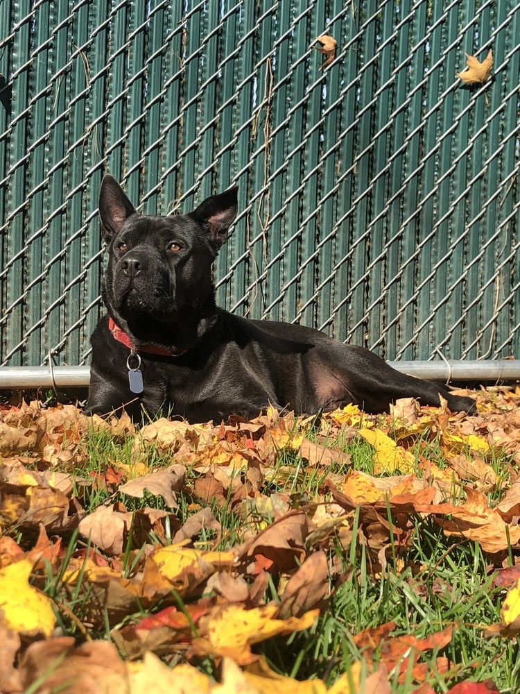 Bruno aka Mr. WooWoo, an adoptable Shar-Pei in Brewster , NY, 10509 | Photo Image 10