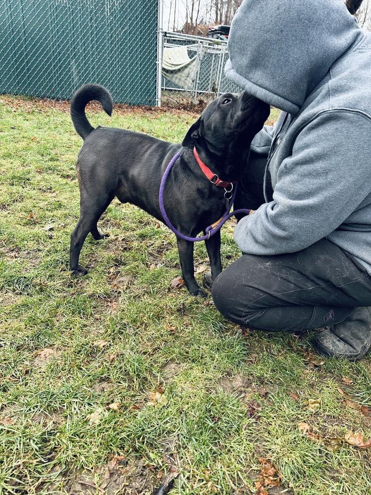 Enlarge Bruno aka Mr. WooWoo, a Adoptable mixed breed in Brewster , NY image 5/6