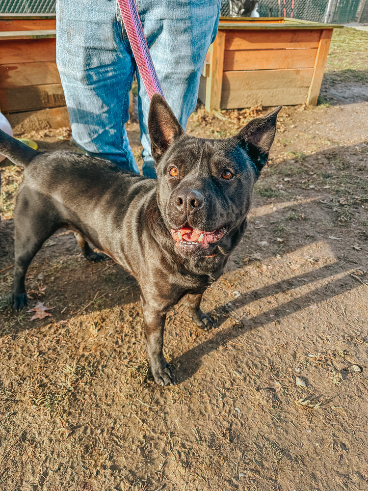 Bruno aka Mr. WooWoo, an adoptable Shar-Pei in Brewster , NY, 10509 | Photo Image 7