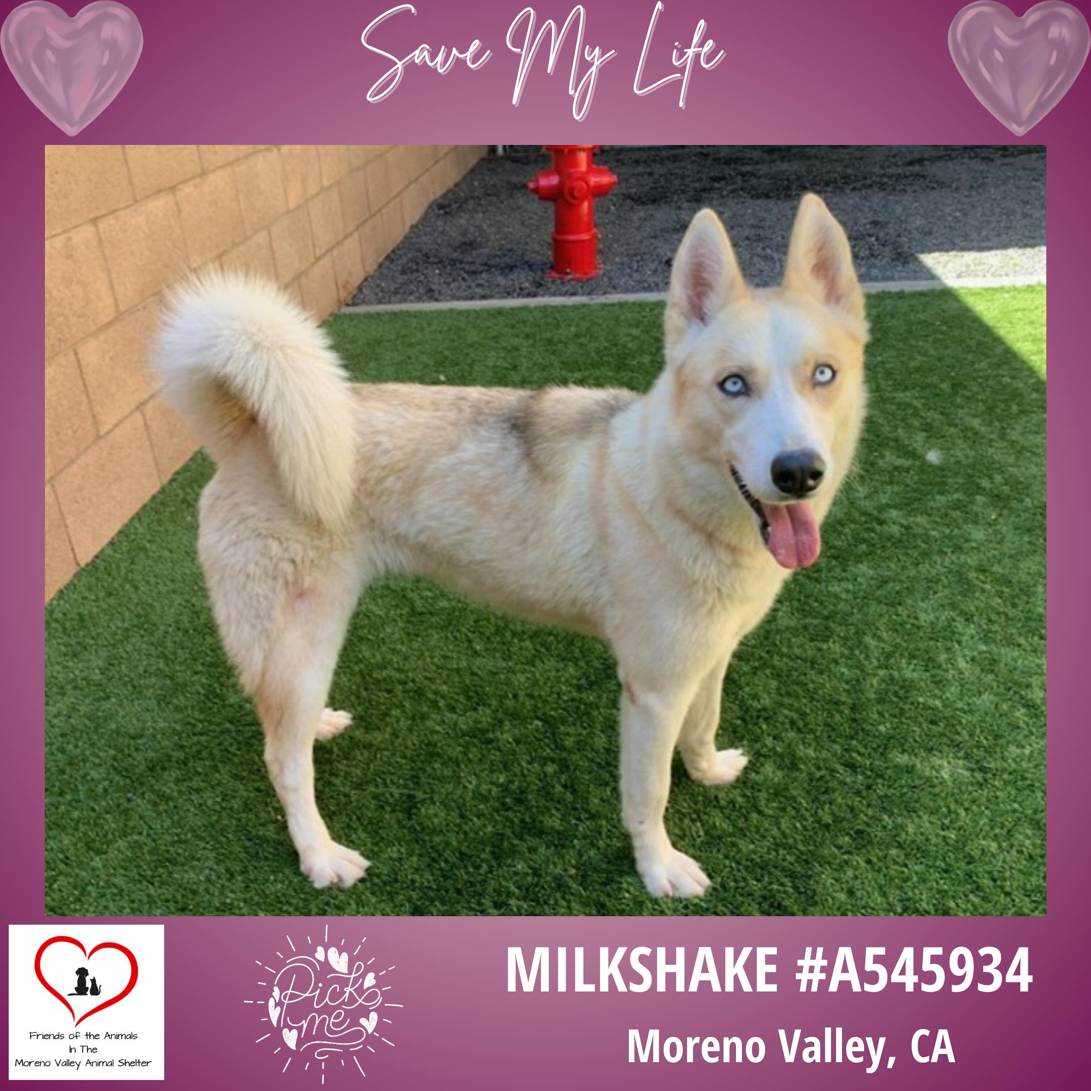 URGENT! SAVE ME PLEASE! Milkshake -ID#A545934, a Adoptable Siberian Husky in San Marcos, CA image 1/2