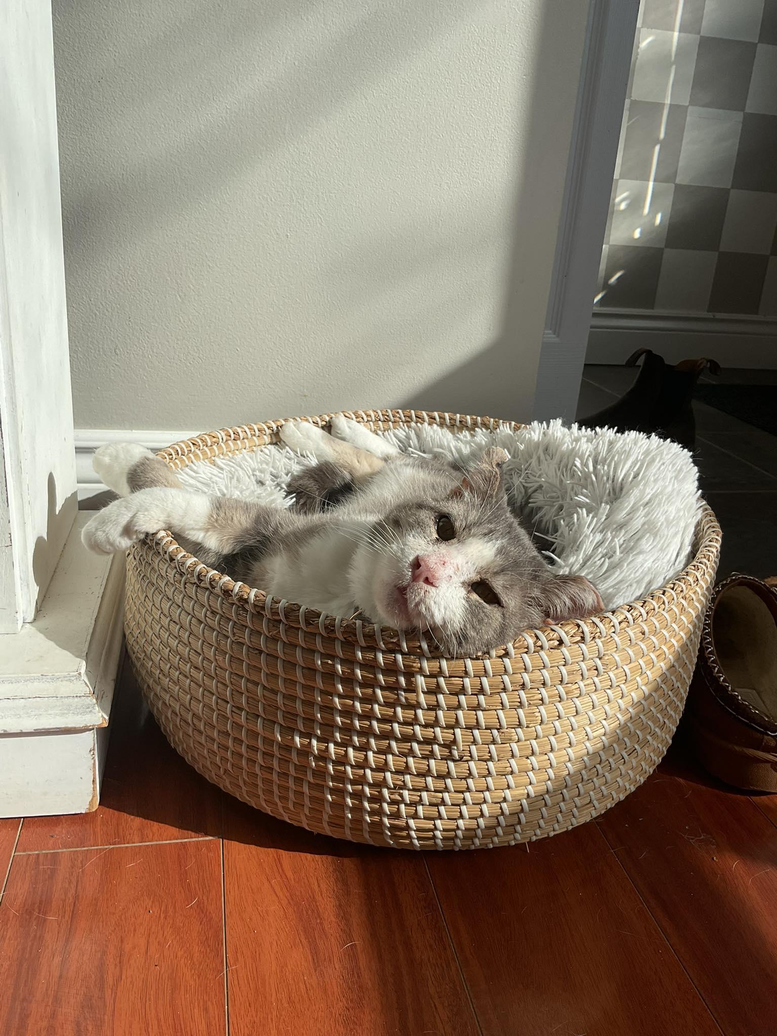 Enlarge Pedro, a Adoptable Domestic Short Hair in Shakespeare, ON image 5/6