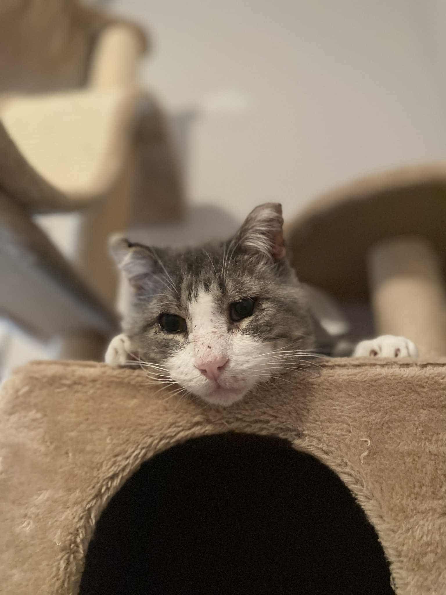 Pedro, a Adoptable Domestic Short Hair in Shakespeare, ON image 3/6