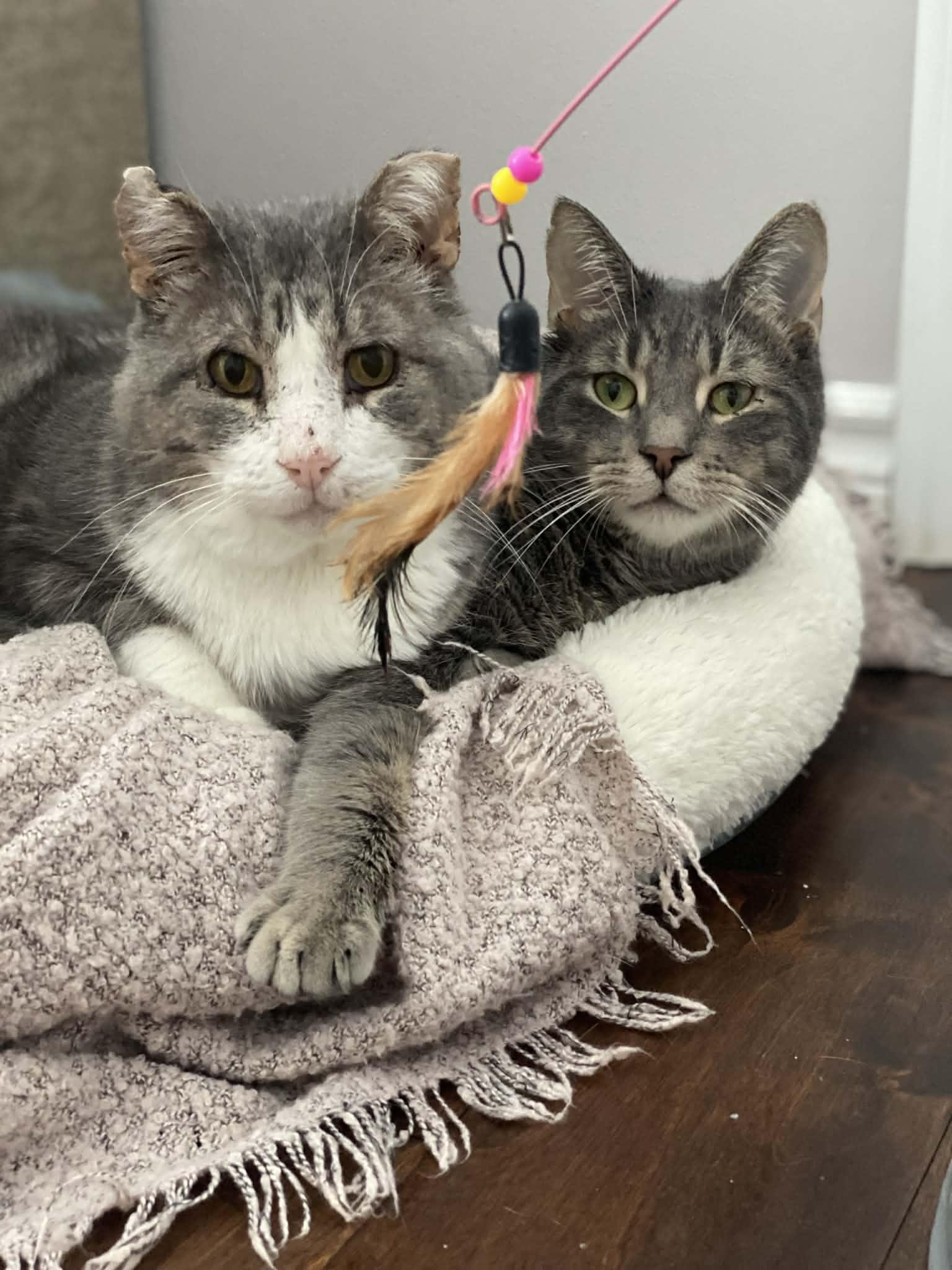 Enlarge Pedro, a Adoptable Domestic Short Hair in Shakespeare, ON image 3/6