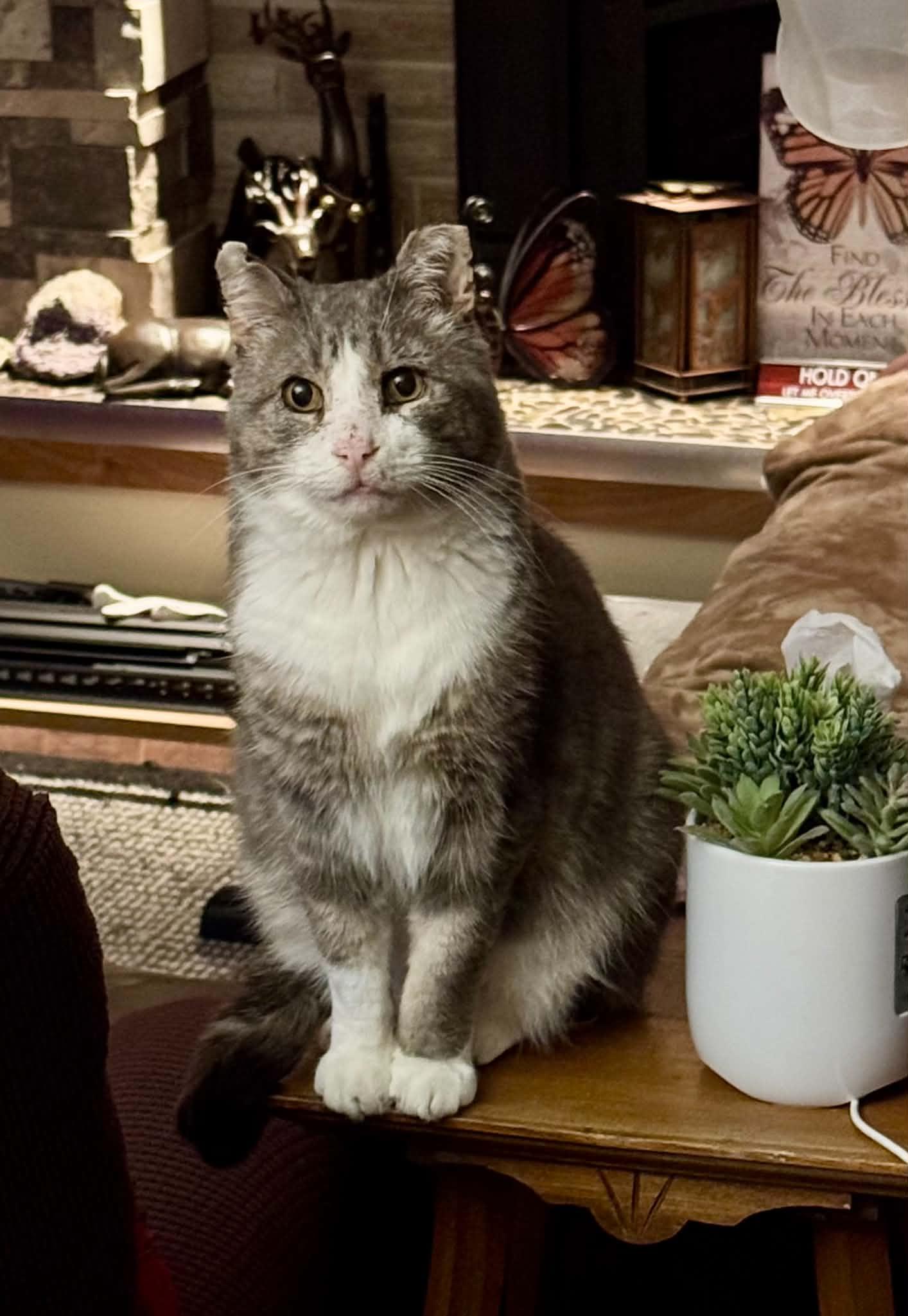 Enlarge Pedro, a Adoptable Domestic Short Hair in Shakespeare, ON image 6/6