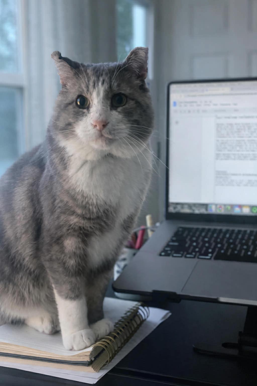 Pedro, Adoptable, Adult Male Domestic Short Hair.